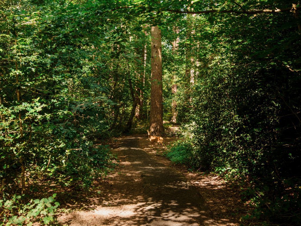 Image of a deer in the woodland at Oakley park