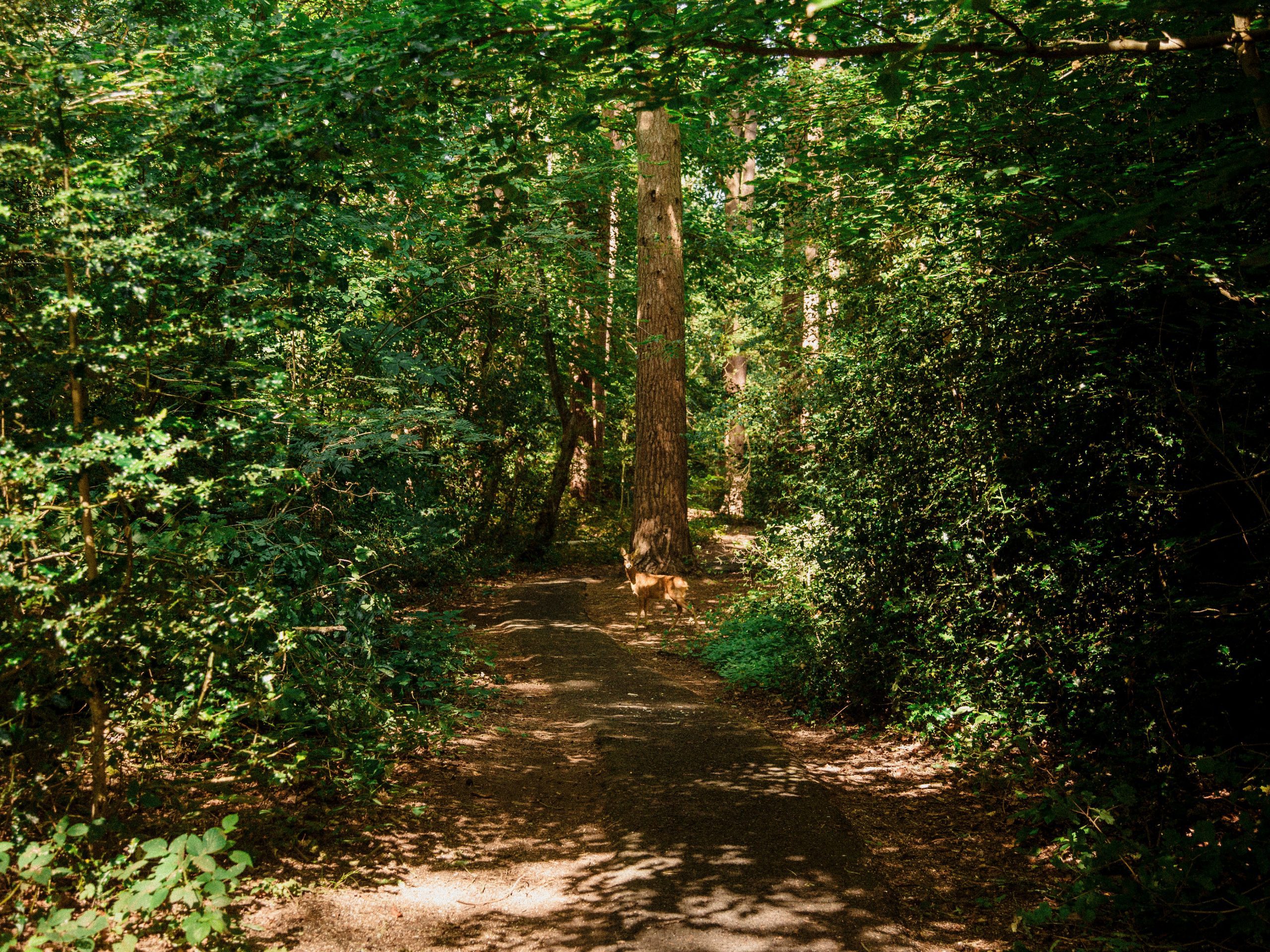 Image of a deer in the woodland at Oakley park