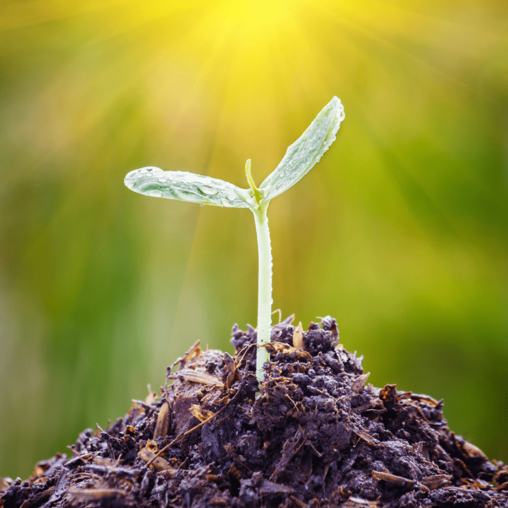 Image of a seed shoot emerging from the soil