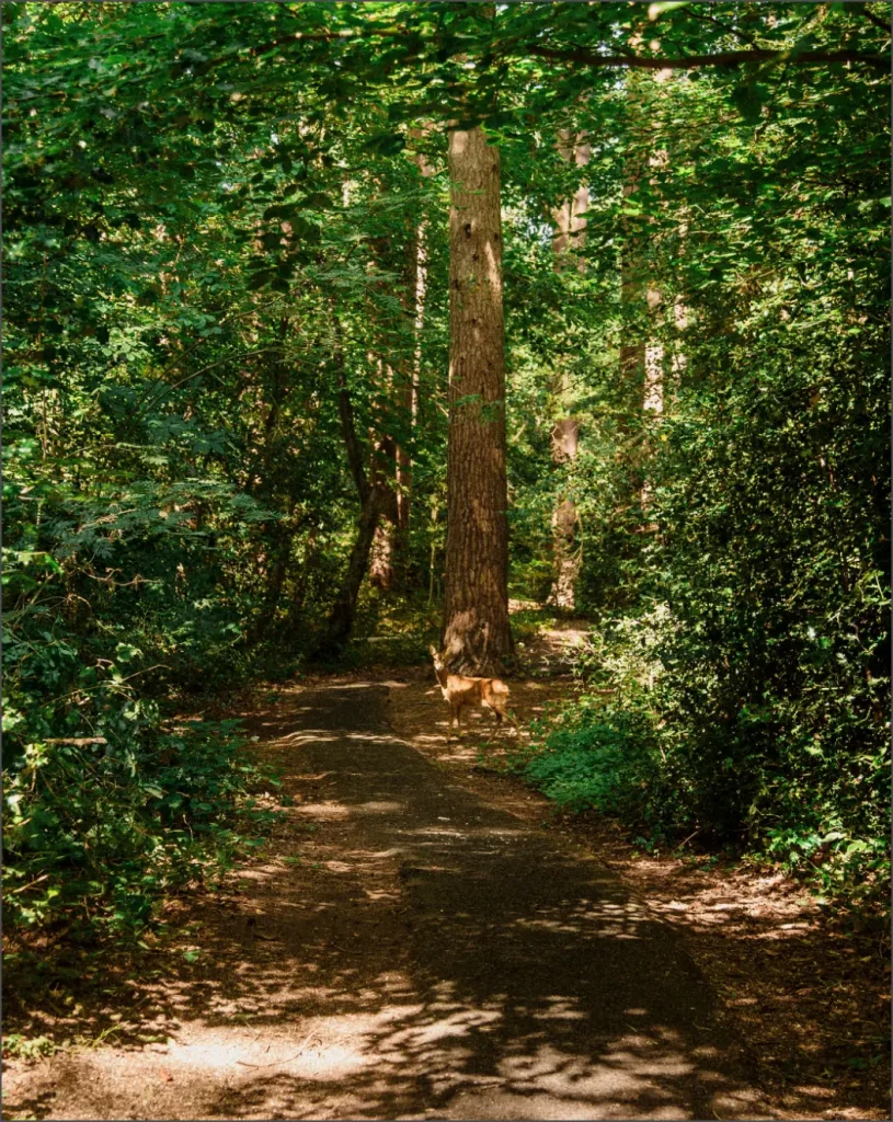 Image of a deer in the woodland at Oakley park