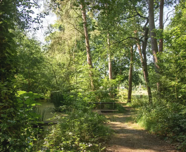 Image of Oakley path pond taken in the woodland surrounded by lots of greenery