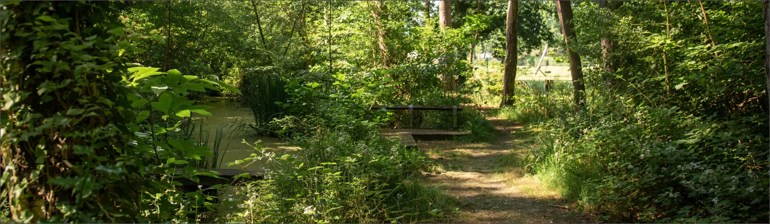 Image of pond and wooden jetty in oakley park woodlands