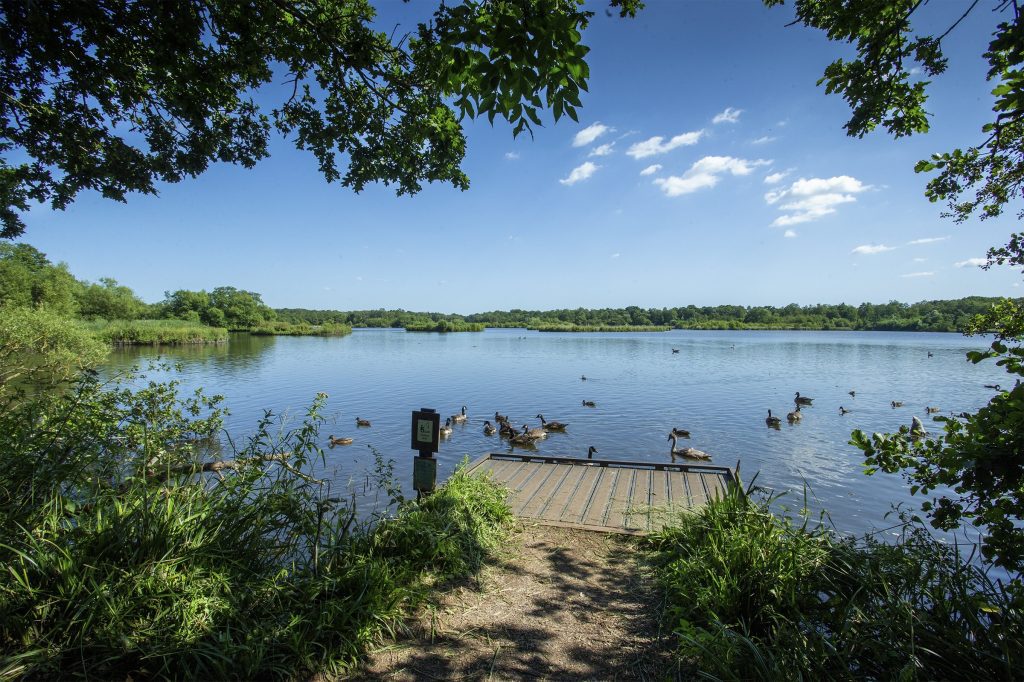 Image of swans and ducks floating on the water at fleet pond