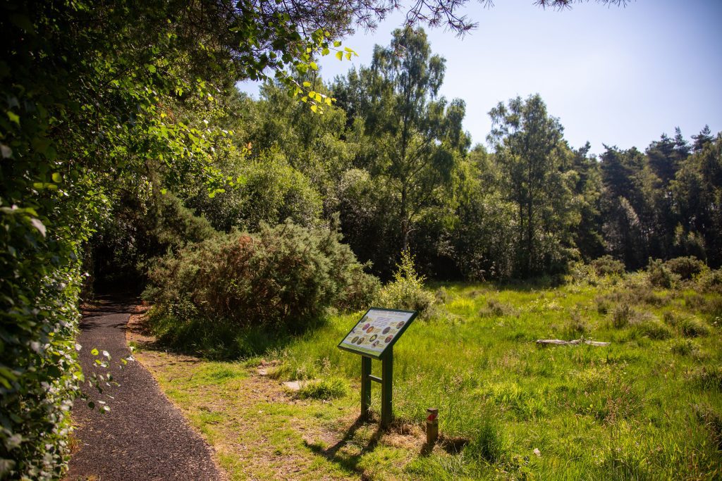 Image of basingbourne park heathland on a sunny day