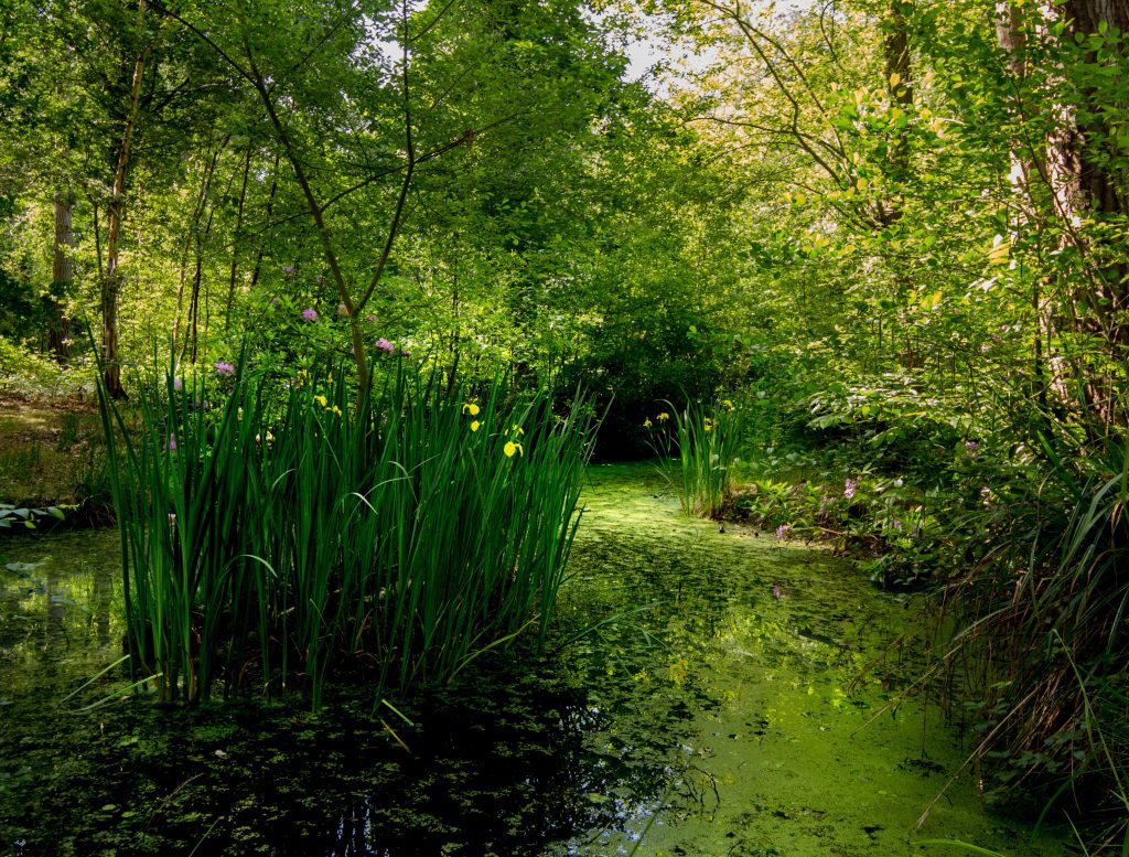 Image of oakley park since area - a pond and lots of greenery