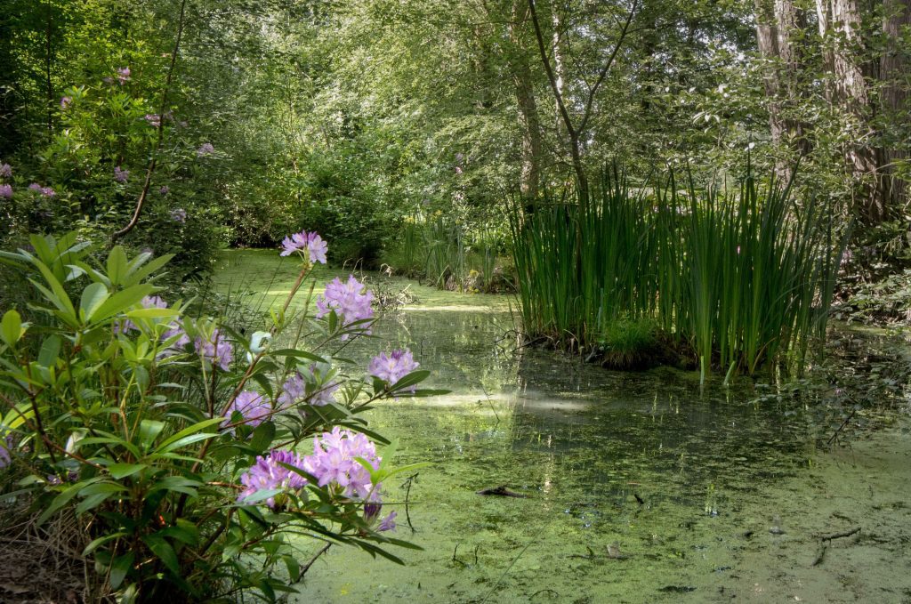 Image of AINC area at oakley park - pond with greenery and purple flowers
