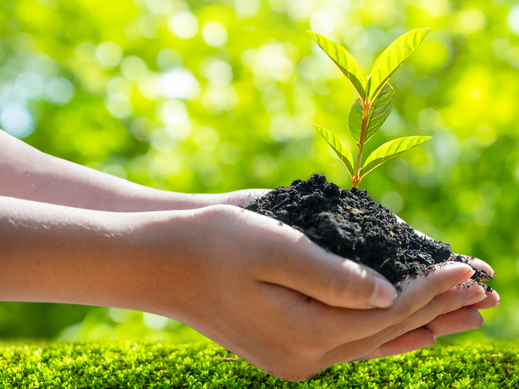 image of hands holding sprouting plant