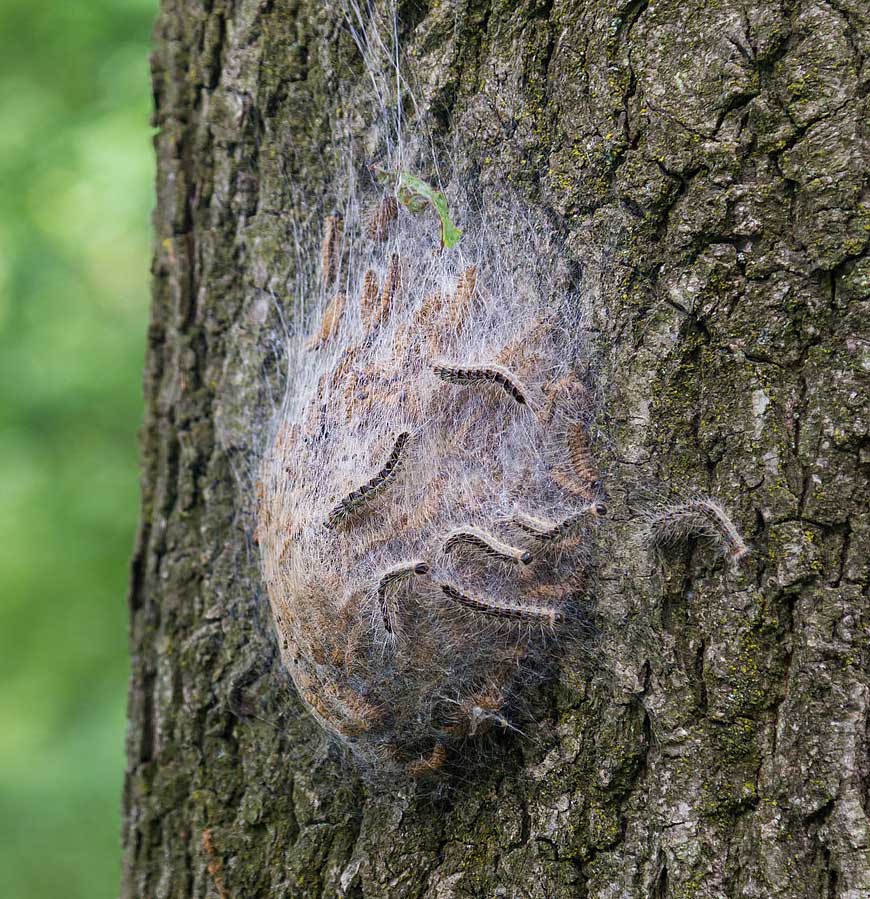 picture of oak moth nest attached to tree